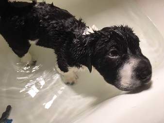 Puppy in bath