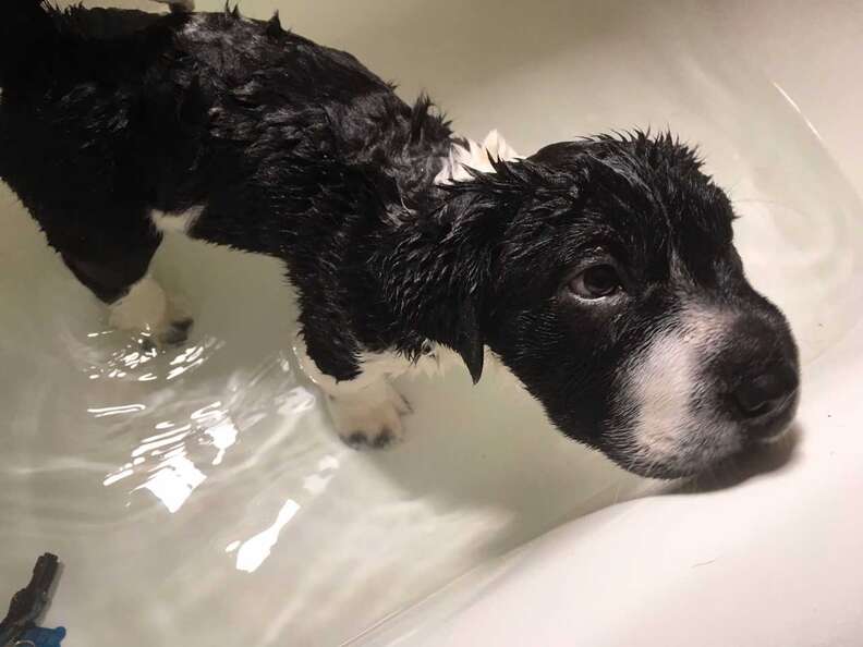 Puppy in bath