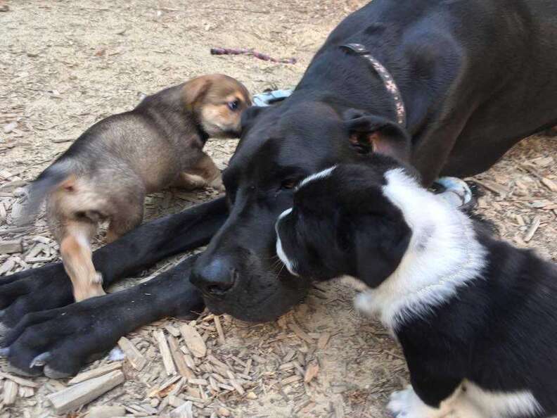Little dogs playing with big dog