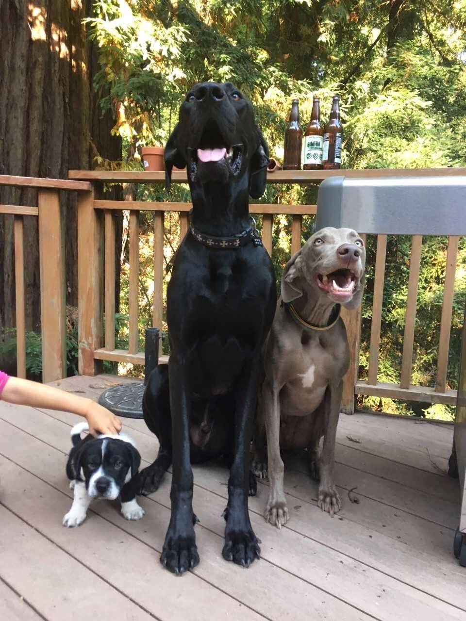 Big dogs posing with little dog 