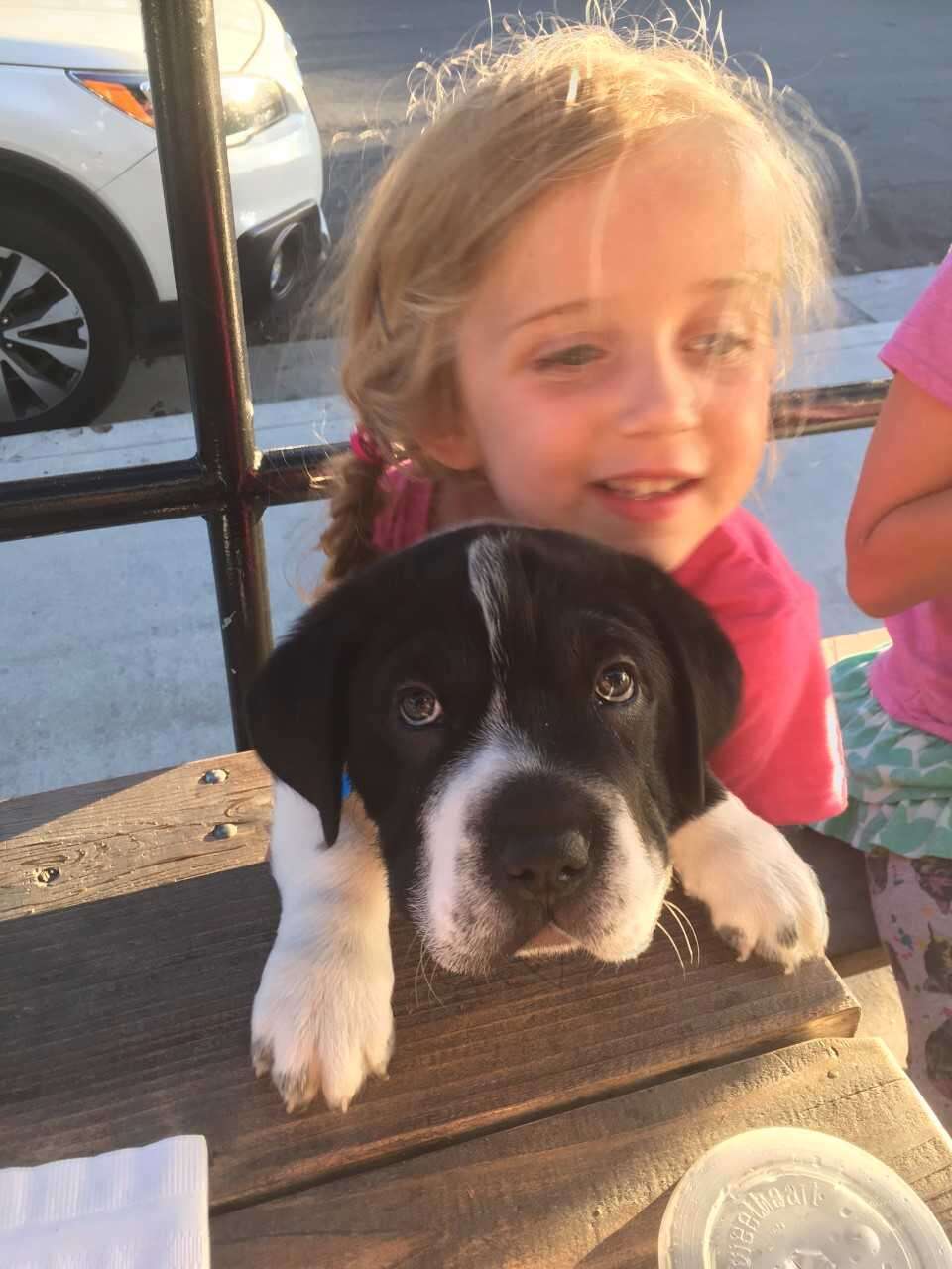 Little girl holding puppy