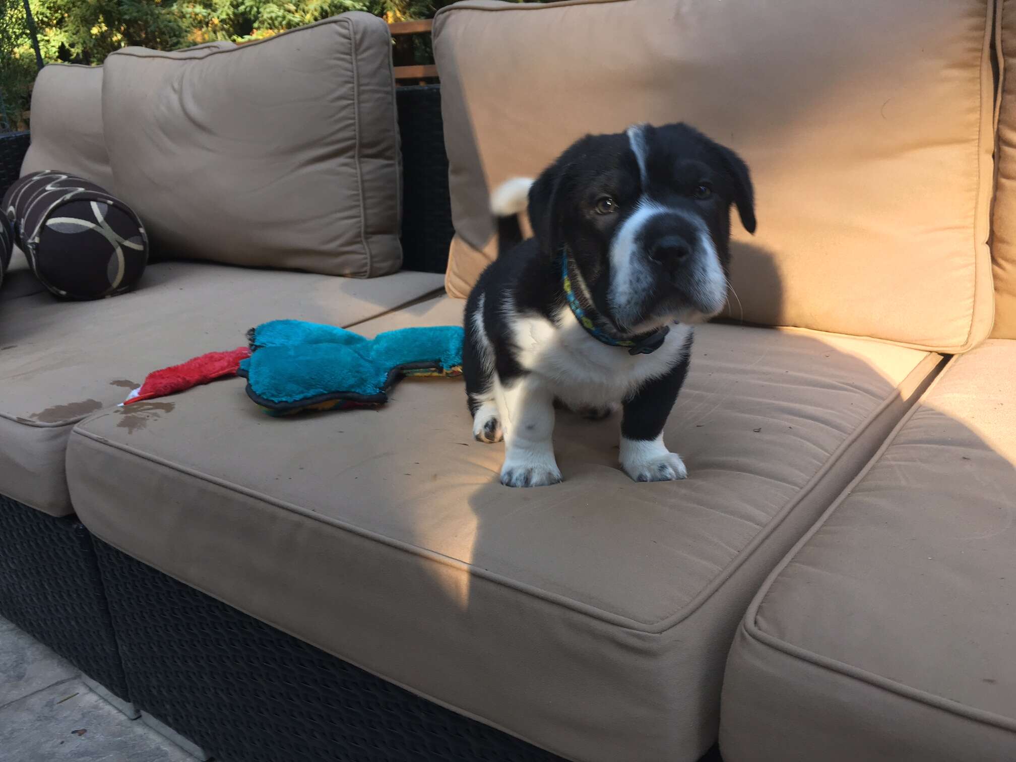 Tiny puppy on outdoor couch