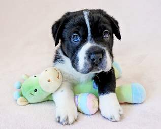 Puppy posing with toy