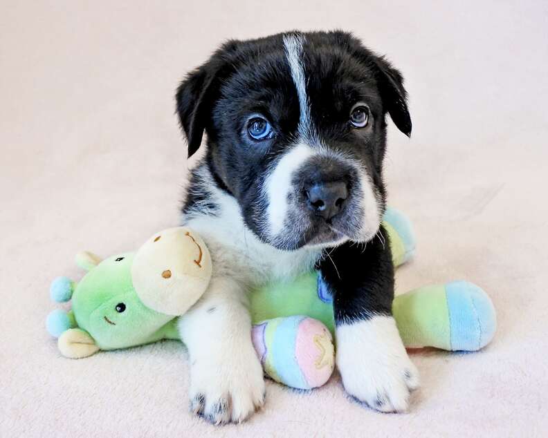 Puppy posing with toy