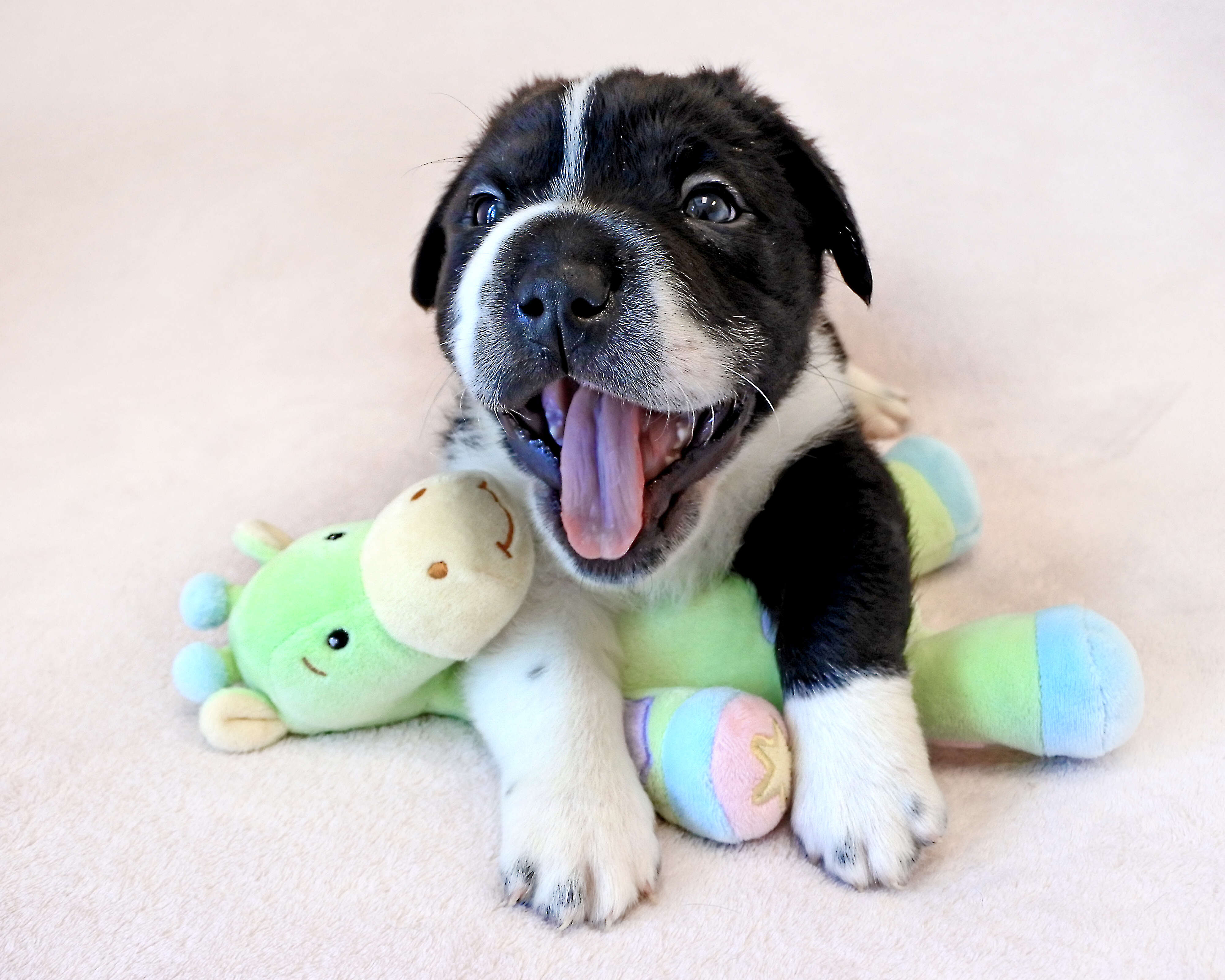 Puppy posing with toy