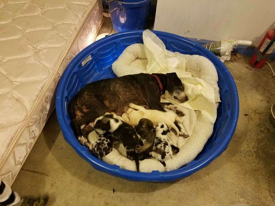 dog and puppies rescued