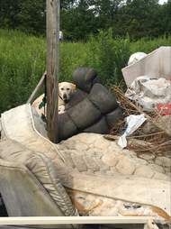 dogs rescued