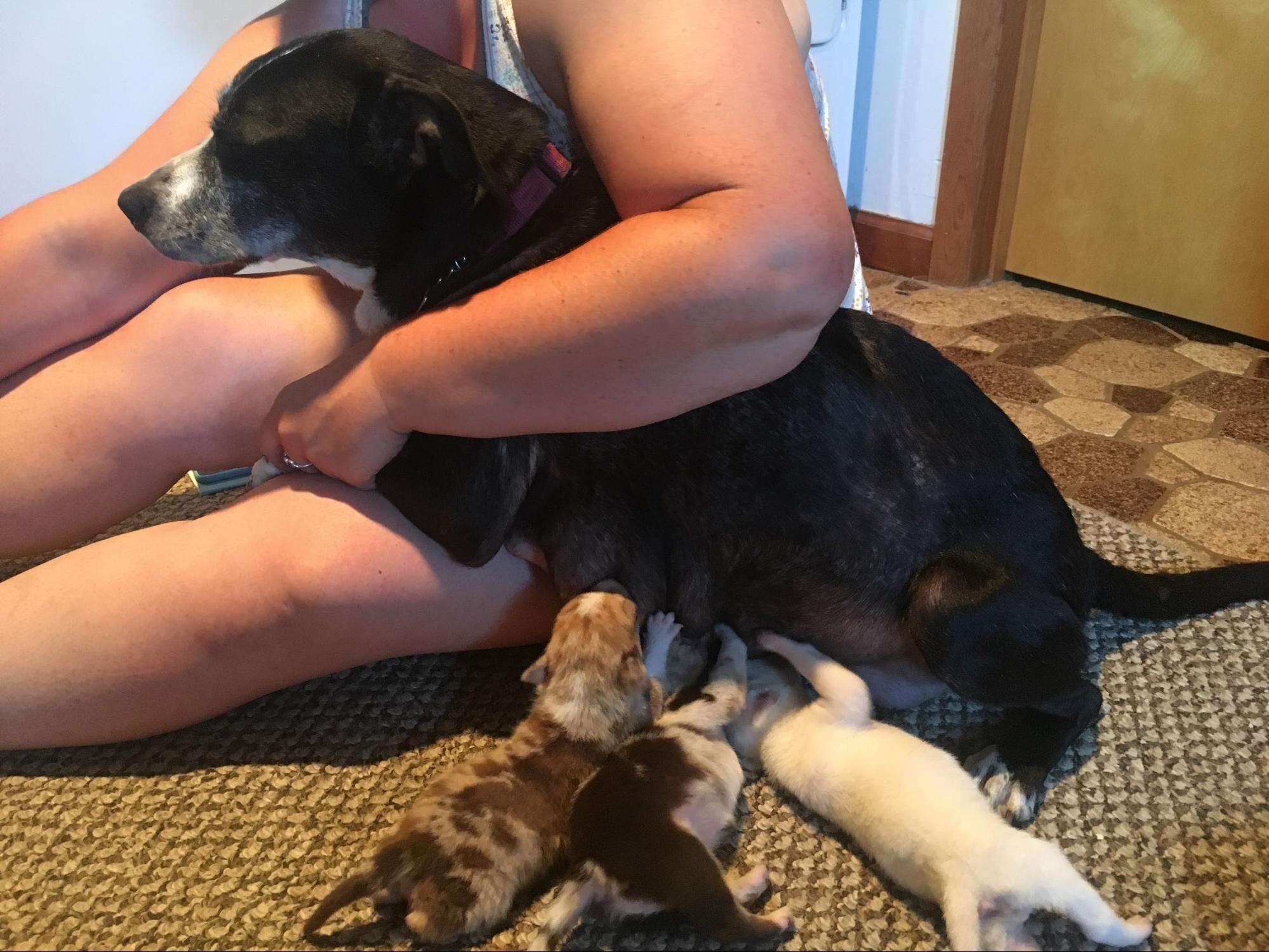 dog and puppies rescued