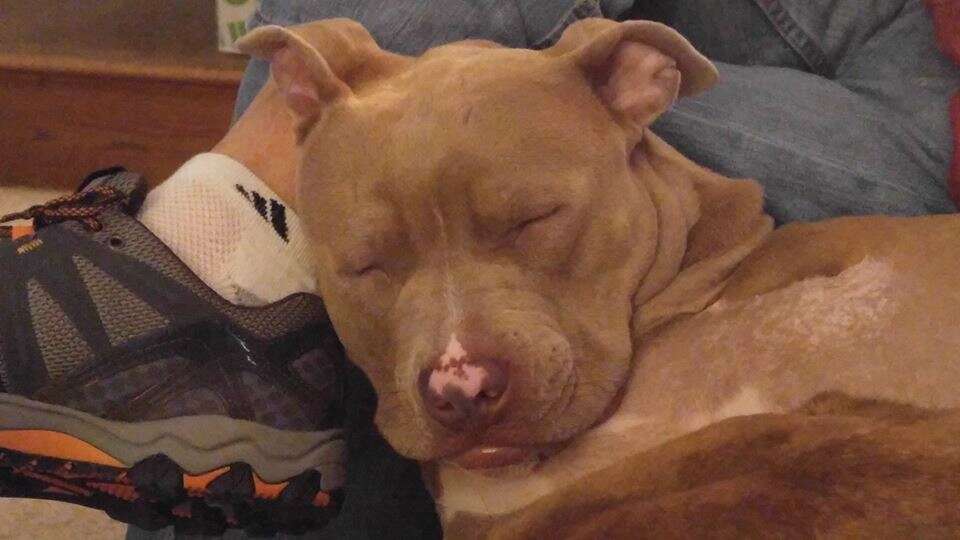 Rescued pit bull sleeping