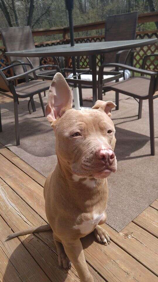 Rescue pit bull on deck