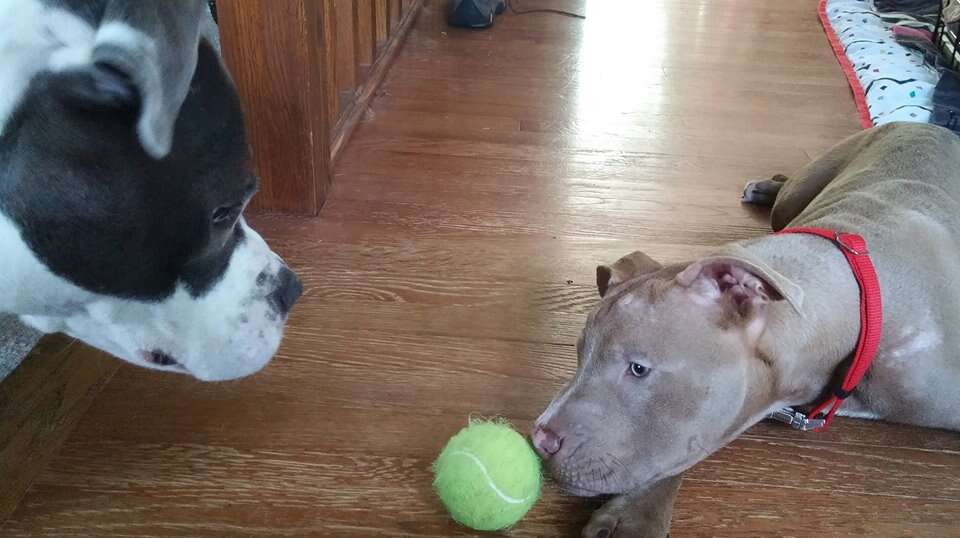 Dogs playing with tennis ball