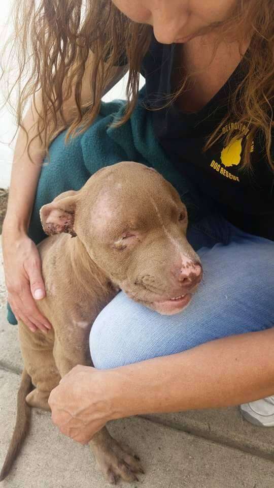 Woman hugging injured dog