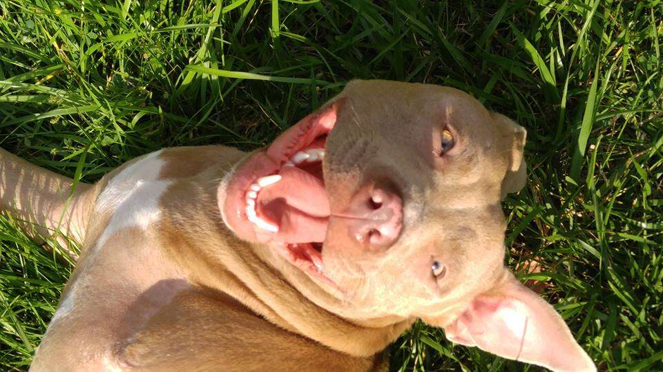 Rescued pit bull lying in grass