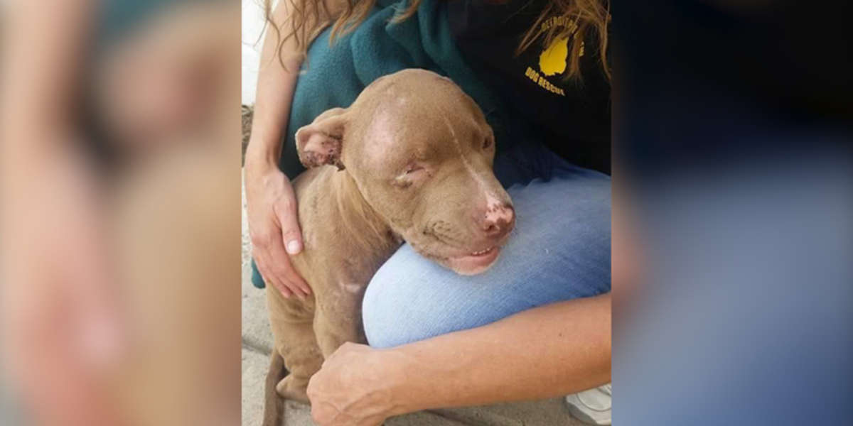 Puppy Abandoned In Box Is Learning How To Be A Dog - The Dodo