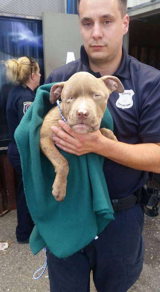 Police officer holding injured dog