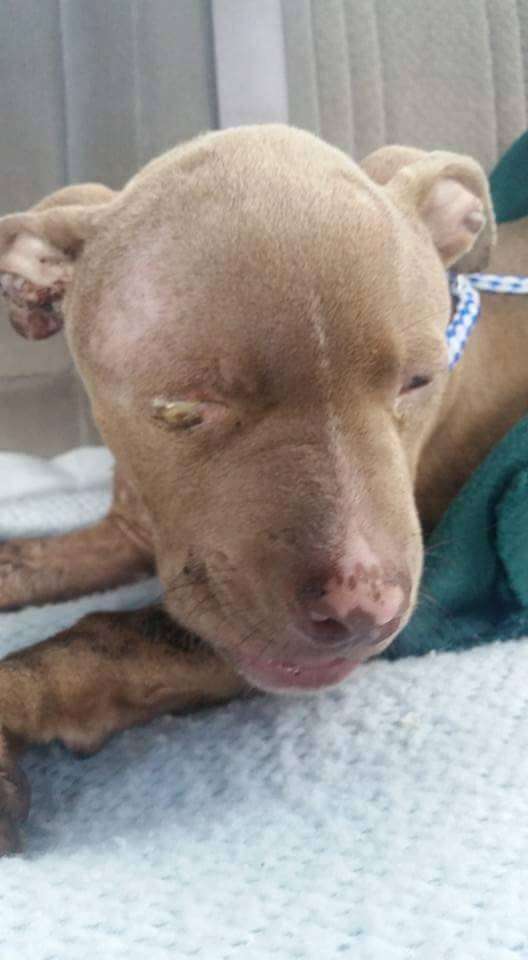 Injured dog on vet table