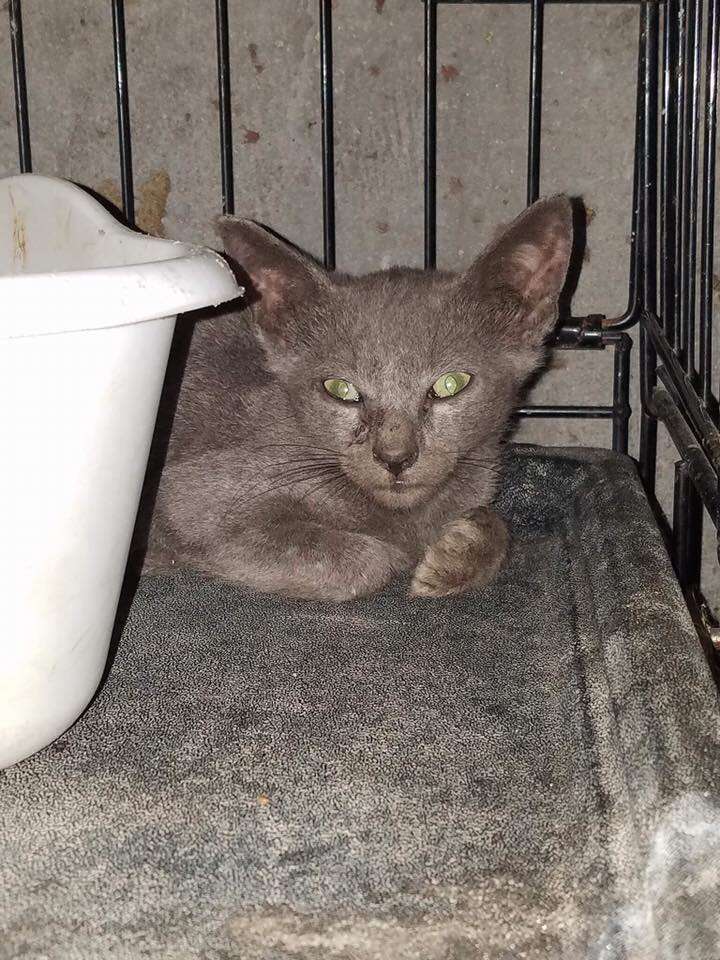 Cat saved from vacant building in Queens, NY