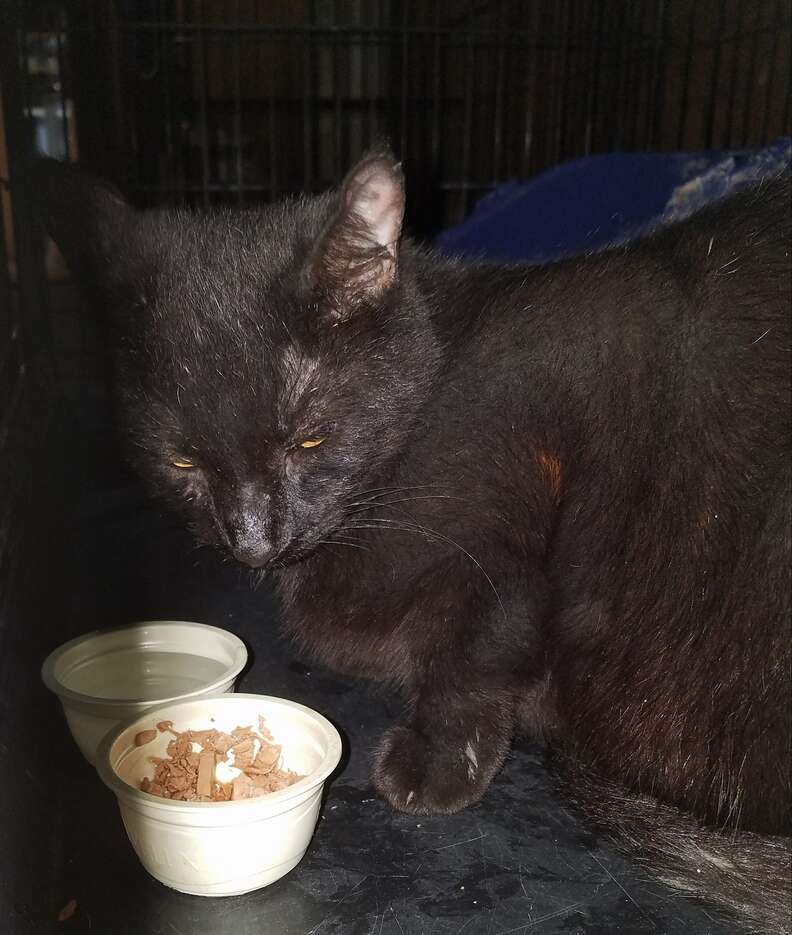 Cat saved from vacant building in Queens, NY