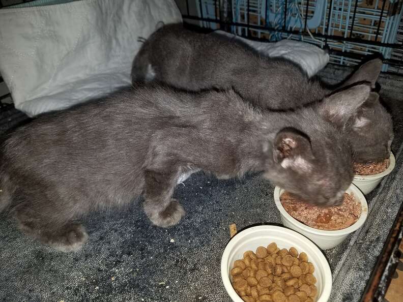 Cats saved from vacant building in Queens, NY