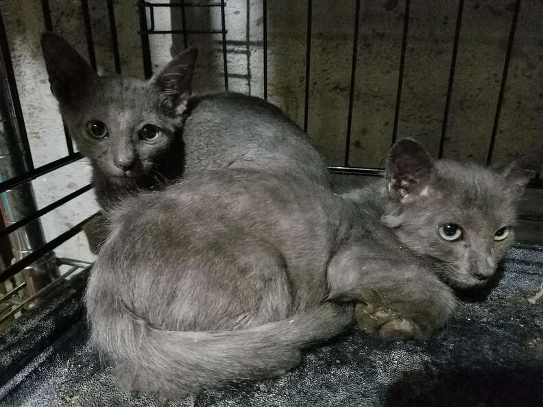 Cats saved from vacant building in Queens, NY