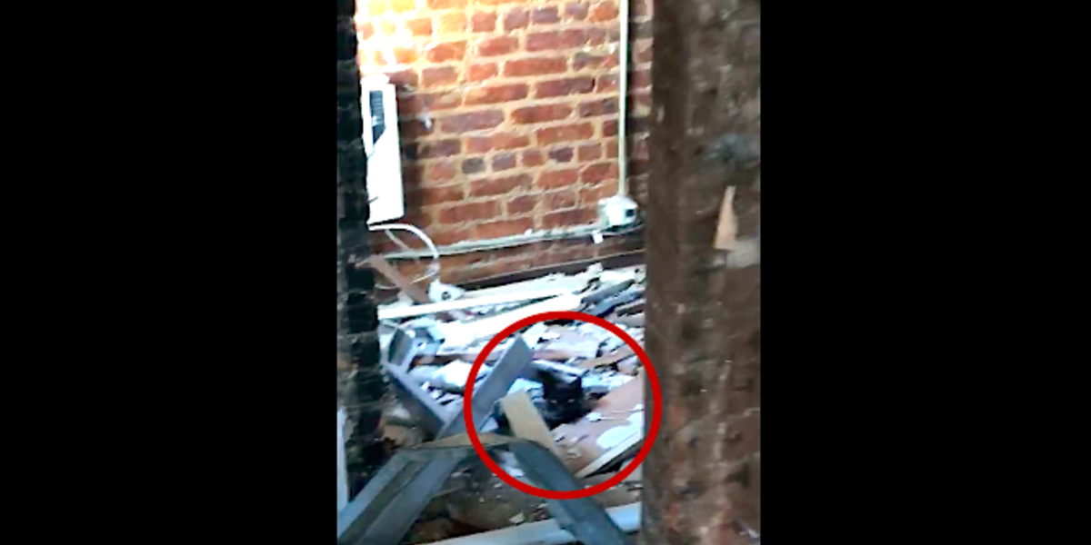 Top 5 Strange Things Cats Do When Trapped in an Abandoned Tower!