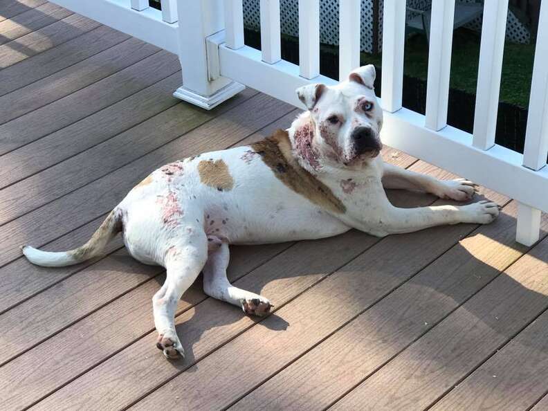 rescue dog with skin condition