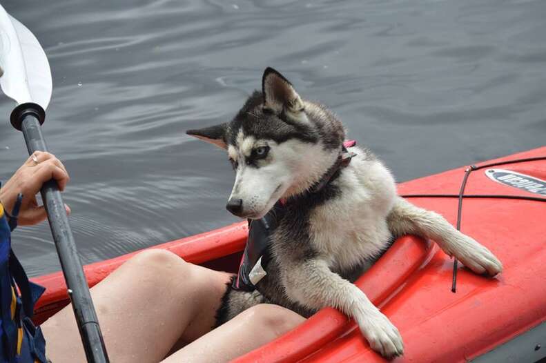 mini husky wears diapers