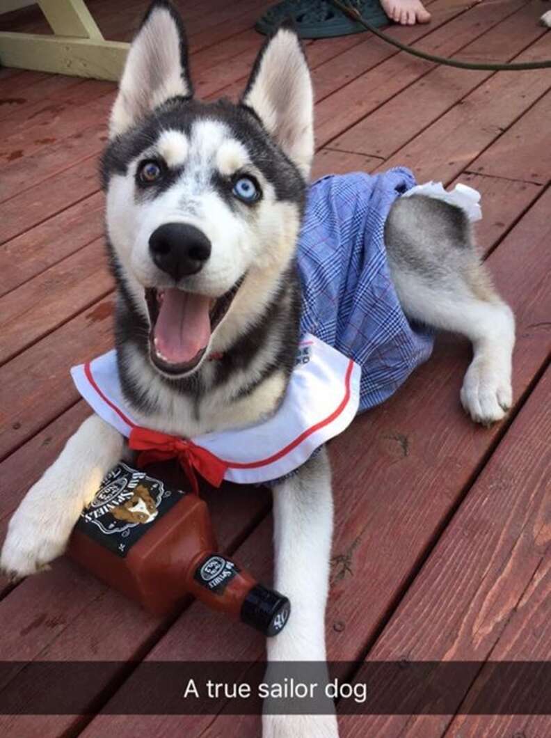 mini husky wears diapers