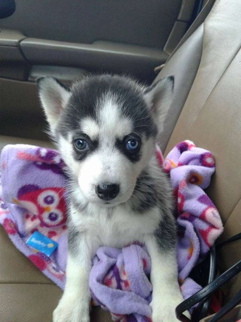 mini husky wears diapers