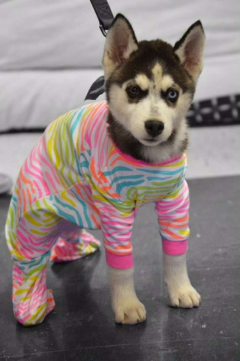 mini husky wears diapers