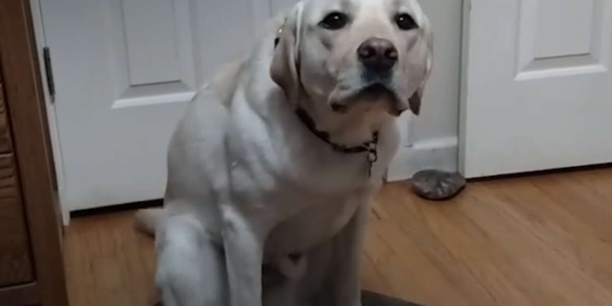 Why Dogs Scoot Their Butts Across The Floor Videos The Dodo