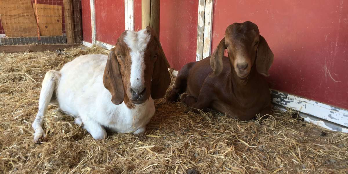 Scared Baby Goat Meets A Senior Goat And They Bond Instantly The Dodo