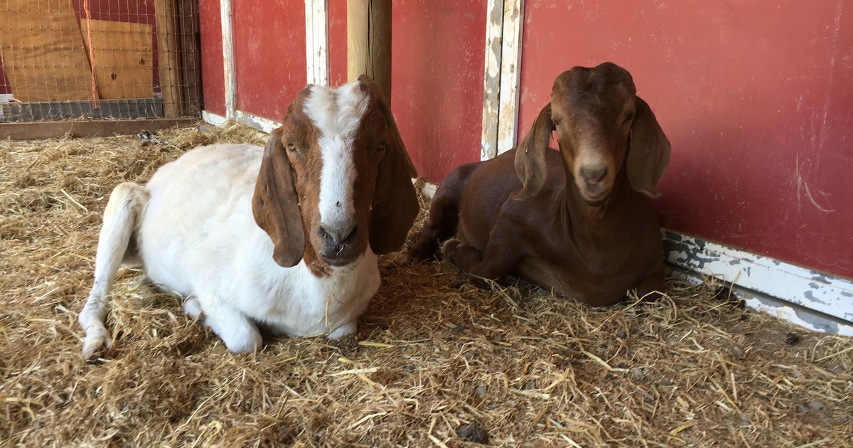 Scared Baby Goat Meets A Senior Goat And They Bond Instantly The Dodo