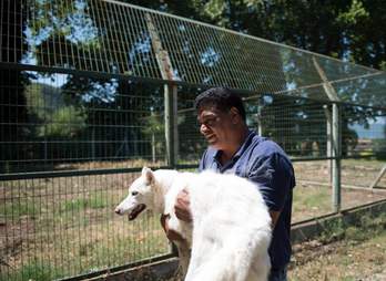 dog saved from Aleppo zoo