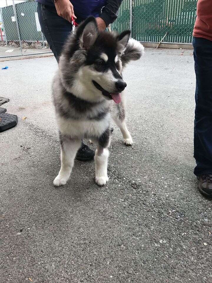 Young husky up for adoption