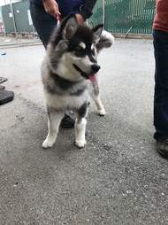 Young husky up for adoption