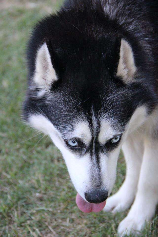 Rescued husky with head down