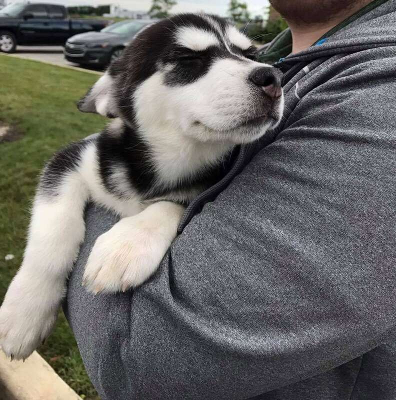 Person holding husky