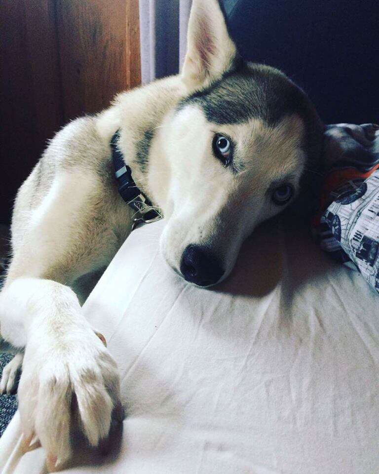 Person hugging husky