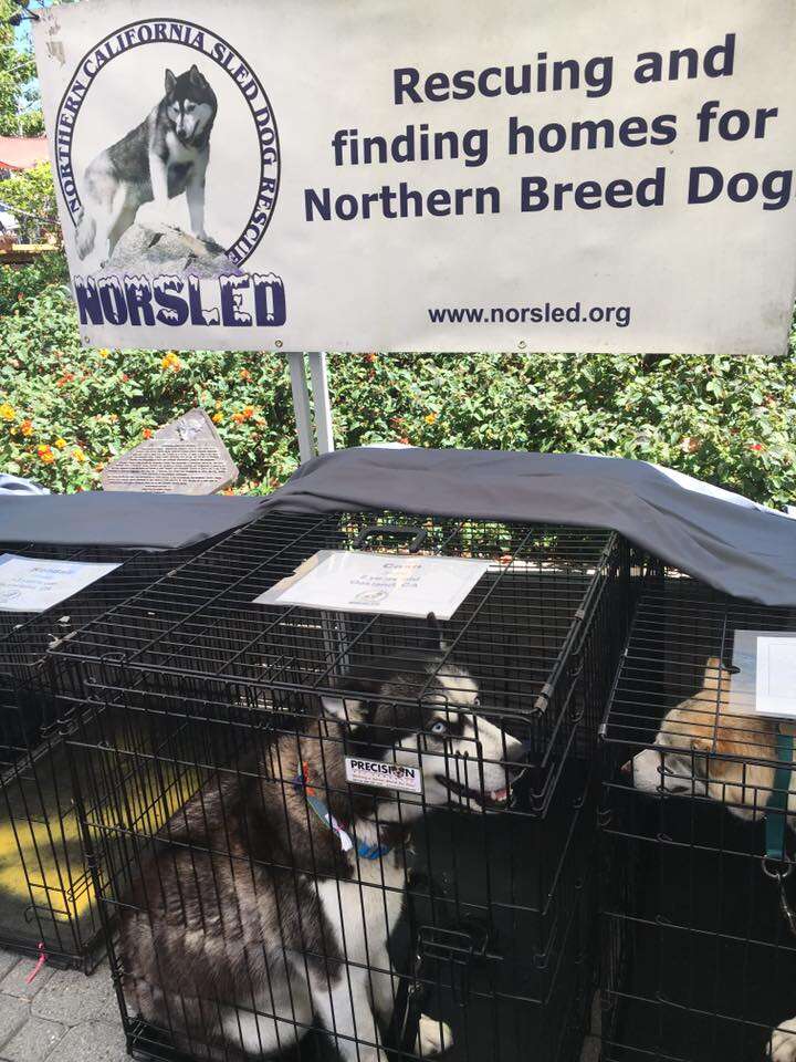 Huskies at adoption event