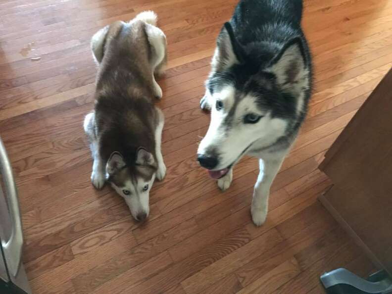 Two huskies on floor