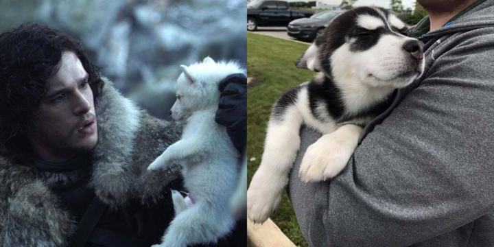 Game of sale thrones husky