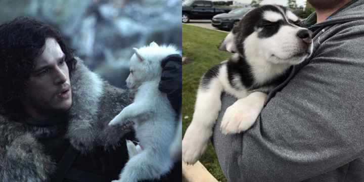 Game Of Thrones Fans Are Buying Huskies Then Dumping Them The Dodo