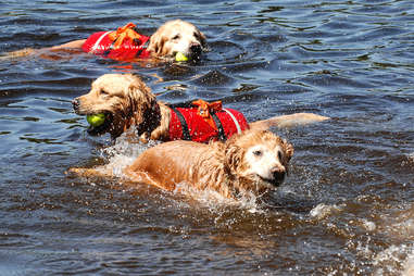 all aboard animal rescue puppy palooza