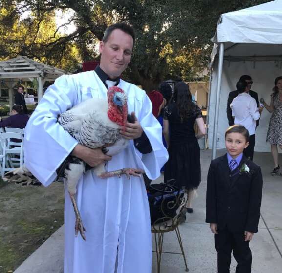 rescue turkey guest of honor at wedding