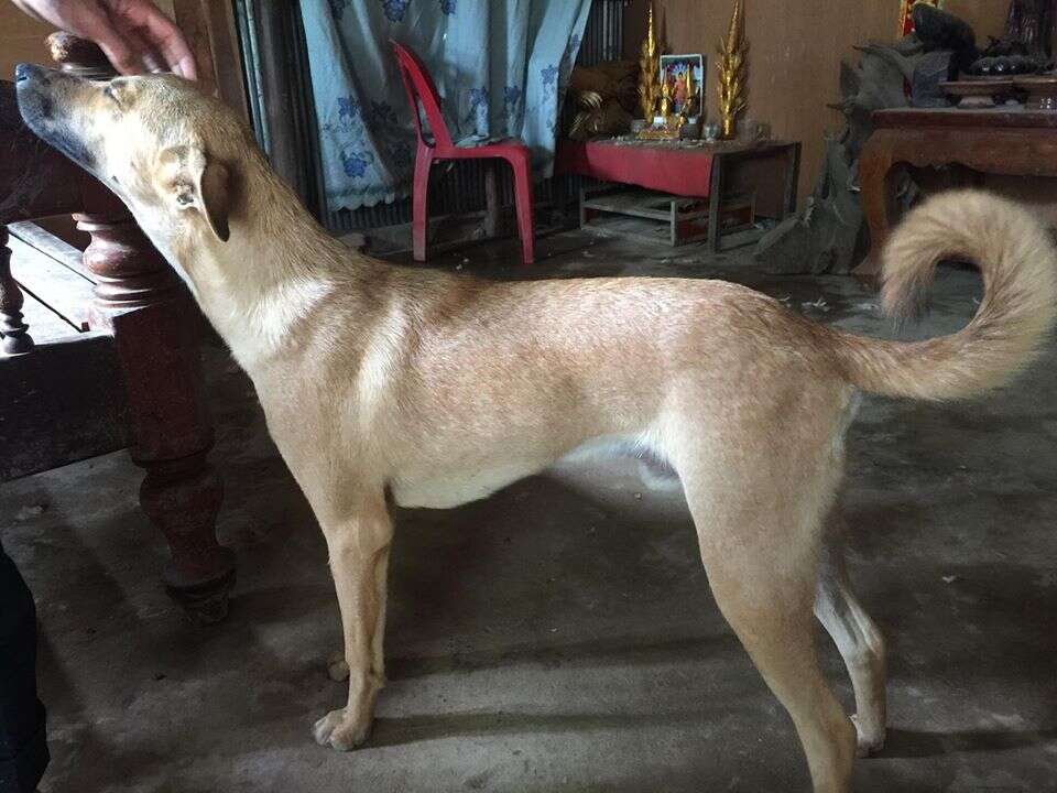 Rescued dog in Cambodia