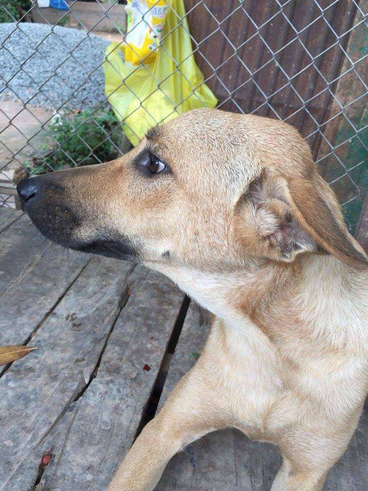 Rescued dog in Cambodia