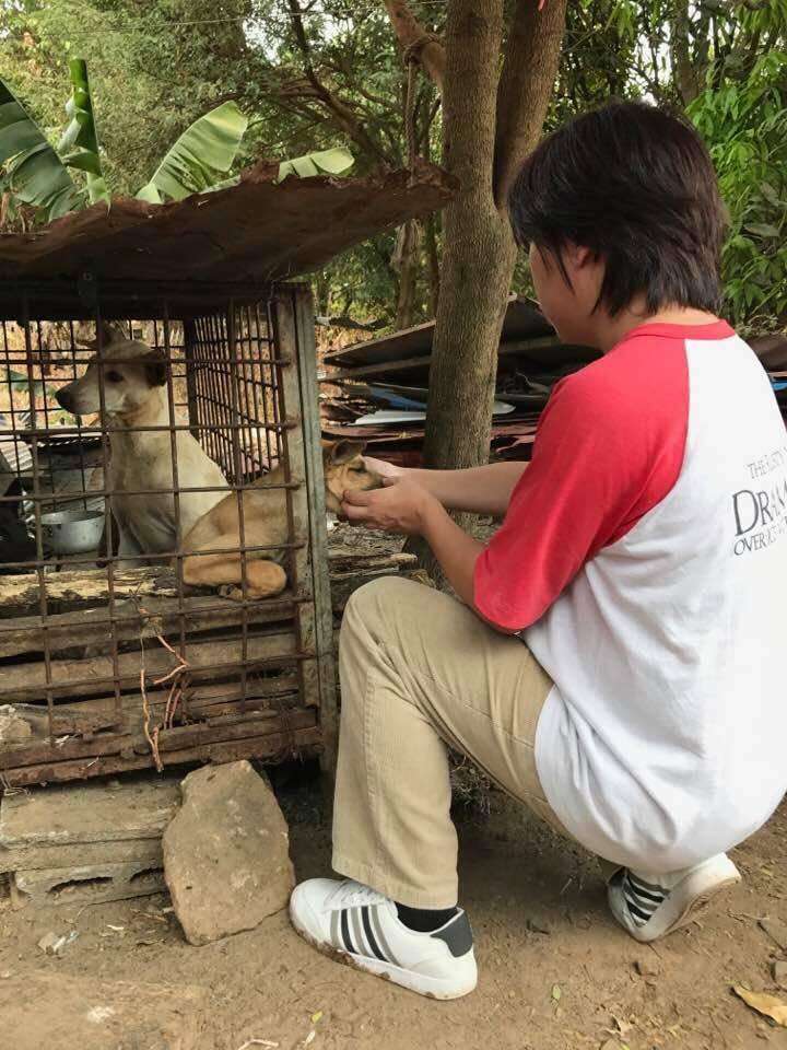 Person helping dog in cage