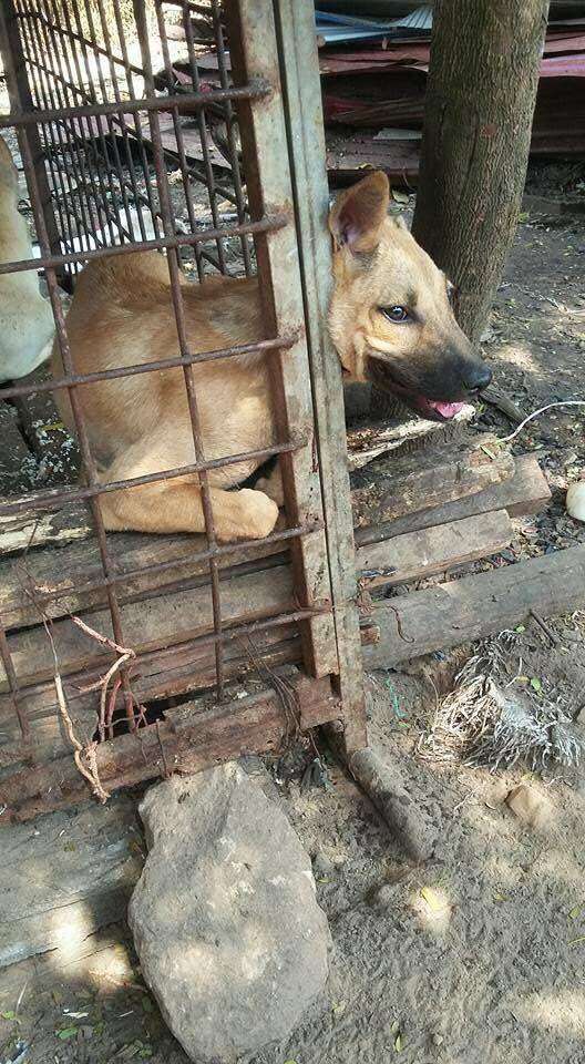 Puppy with head stuck in cage