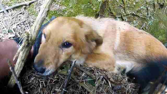 Dog Trapped On A Cliff Is So Grateful To Be Rescued The Dodo